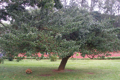 Garcinia livingstonei